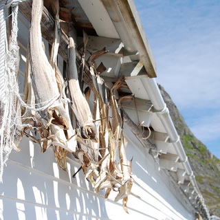 Hamnøy - Stockfish in harbor